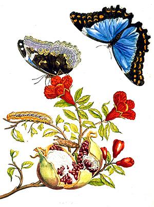 Maria Sibylla Merian